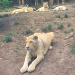 حديقة حيوانات تبليسي Tbilisi Zoo
