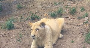 حديقة حيوانات تبليسي Tbilisi Zoo