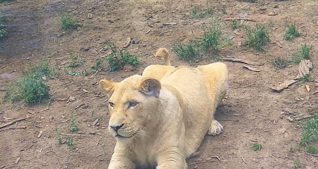 حديقة حيوانات تبليسي Tbilisi Zoo