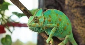 حديقة حيوانات تبليسي مول Zootopia – Contact Zoo