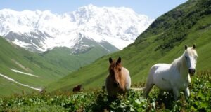 الريف في جورجيا .. السياحة في جورجيا