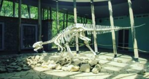 ماذا يوجد في كوتايسي